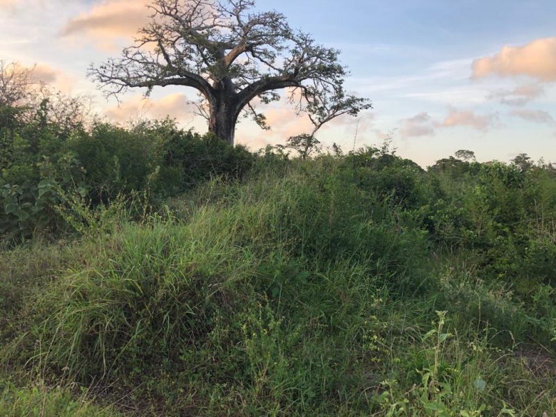 mijomboni land for sale 1